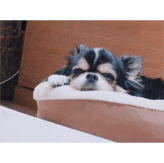 うつ病・社交不安障害